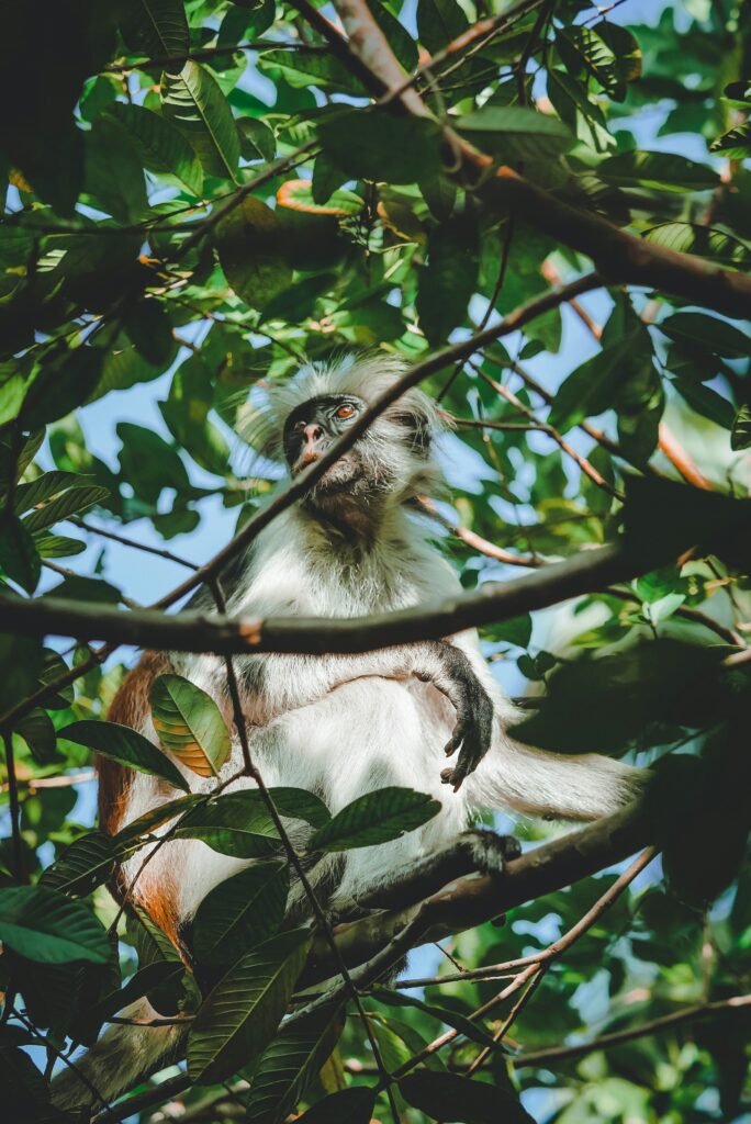 Jozani Forest has a diverse wildlife in Zanizabar